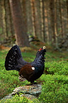 Capercaillie male displaying. Pine forest, Scotland, UK, Europe