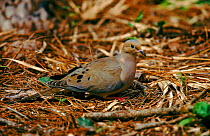 Mourning dove on ground, Everglades, Florida, USA
