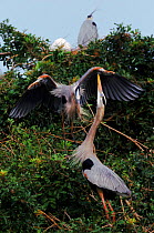 Great blue herons displaying at nest site, Everglades, Florida, USA