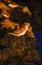 Grey plover at waters edge, Everglades, Florida, USA