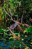Tricoloured heron, Everglades, Florida, USA