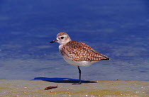 Grey plover at waters edge, Everglades, Florida, USA