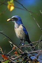 Florida scrub jay {Aphelocoma coerulescens} with nut in beak, Everglades, Florida, USA, Vulnerable species