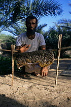 Bedouin tribesman with nest of Little bees, Zoora, Oman