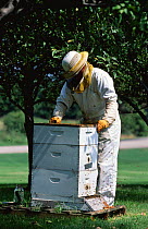 Beekeeper in protective clothing at hive Illinois USA
