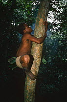 Mbuti pigmy climbs tree with hands and vines to seek honey, Epulu rainforest reserve, Democratic Republic of Congo, formerly Zaire