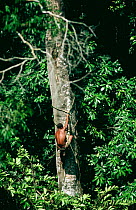 Mbuti pygmy climbs huge tree using hands and vines to seek honey, Epulu Rainforest Reserve, Democratic Republic of Congo, Central Africa