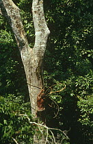 Mbuti pigmy climbs tree with hands and vines to seek honey, Epulu rainforest reserve, Democratic Republic of Congo, formerly Zaire