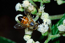 African (killer) honey bee (Apis mellifera). Costa Rica, Central America