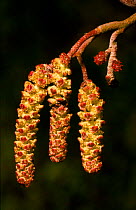 Common alder tree - male catkins and female small red inflorescences, Scotland