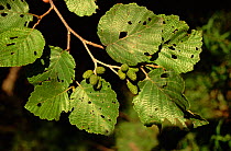 Alder leaves and fruit (Alnus hirsuta). Ussuriland Primorsky region, Russia