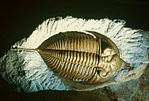 Trilobite fossil, Smithsonian, Washington DC, USA