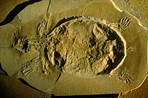 Fossil turtle in  Solenhofen limestone, Germany