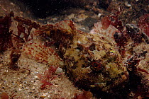 Sea scorpion (Taurulus bubalis). Devon, England, UK, Europe