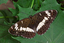 White admiral butterfly {Limenitis camilla} on leaf, Germany