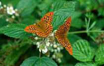 Silver washed fritillary butterflies {Argynnis paphia} on bramble, Sussex, UK