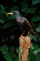 Common starling (Sturnus vulgaris) male in breeding plumage. England, UK, Europe