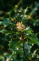 Holly tree {Ilex aquifolium} in flower, Spain