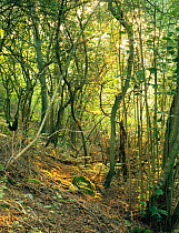 Coppiced woodland, Mendips, Somerset, UK.   NB good  Dormouse habitat