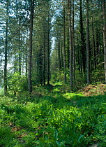 Quantock hills forestry plantation, Somerset, UK.