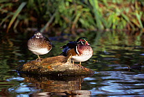 Pair of Wood ducks {Aix sponsa} Vancouver, British Columbia, Canada