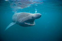 Basking shark feeding on plankton {Cetorhinus maximus} Isle of Man England. Irish Sea