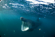 Basking shark feeding on plankton {Cetorhinus maximus} Isle of Man, Irish Sea