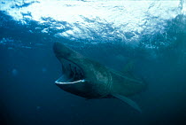 Basking shark feeding on plankton {Cetorhinus maximus} Isle of Man England Irish sea