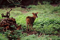 Muntjac deer (Muntiacus reevesi) female. England, UK, Europe