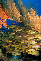 Blackspotted sweetlips fish on coral reef, Red Sea, Eygpt
