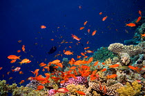 Coral reef scenery with orange Scalefin anthias fish {Pseudanthias squamipinnis} Red Sea, Eygpt
