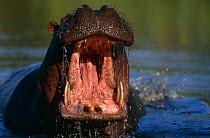 Hippopotamus {Hippopotamus amphibius} male threat display, Moremi Wildlife Reserve, Botswana
