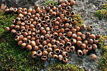 Hazelnuts gathered by Wood mouse {Apodemus sylvaticus} October, Sweden