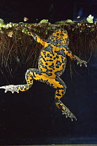 Yellow bellied toad {Bombina variegata} view of underside in water, Italy