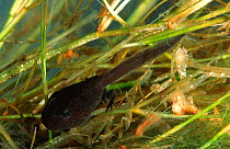 Green toad tadpole {Bufo viridis} early stages of development with back legs clearly visible, Italy