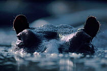 Hippopotamus in Rutshuru River, Virunga NP, Democratic Republic of Congo.