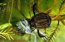Water beetle (Acilius sulcatus) preying on juvenile Smooth newt (Triturus vulgaris) Italy