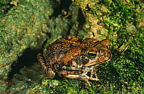 Giant toad {Bufo marinus} Italy