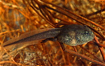 Common European toad tadpole with back legs {Bufo bufo} Italy