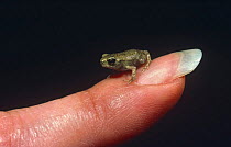 Common European toad juvenile on human finger {Bufo bufo} Italy