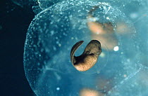 Agile frog developing embryo {Rana dalmatina} Italy