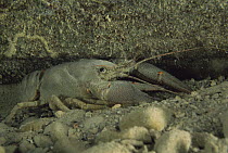 White clawed crayfish {Austropotamobius pallipes} Ital