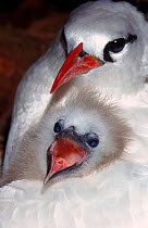 Red tailed tropic bird adult with chick, Midway Atoll, Pacific Ocean