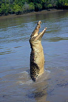 Saltwater crocodile jumping {Crocodylus porosus}, Adelaide River, Northern Territory, Australia