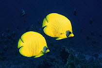 Two Golden / Masked  butterflyfish, Red Sea, Eygpt