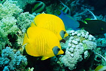 Golden butterflyfish {Chaetodon semilarvatus} Red Sea, Eygpt