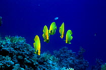 Golden butterflyfish {Chaetodon semilarvatus} Red Sea, Eygpt