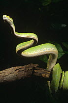 Green tree python {Chondopython viridis} Pacific Islands