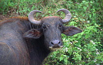 Wild Water buffalo {Bubalus arnee} Sri Lanka