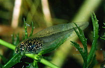 Agile frog tadpole {Rana dalmatina} early signs of leg development, Italy